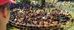 rapa das bestas amil moraña